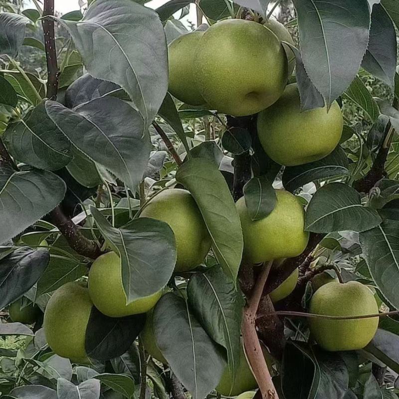 苍溪翠冠梨