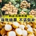 龙眼树苗嫁接盆栽水果树苗储良桂圆石硖南方四季