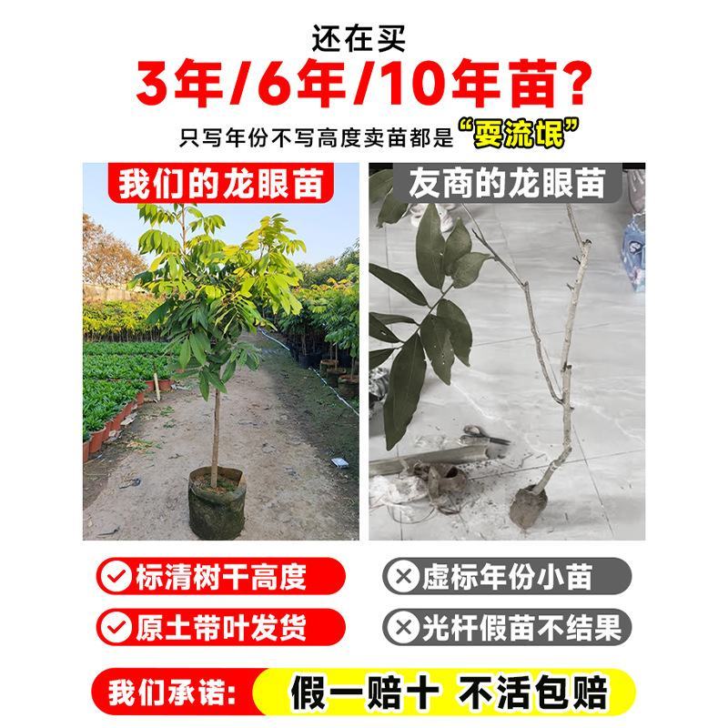 龙眼树苗嫁接盆栽水果树苗储良桂圆石硖南方四季