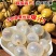 龙眼树苗嫁接盆栽水果树苗储良桂圆石硖南方四季