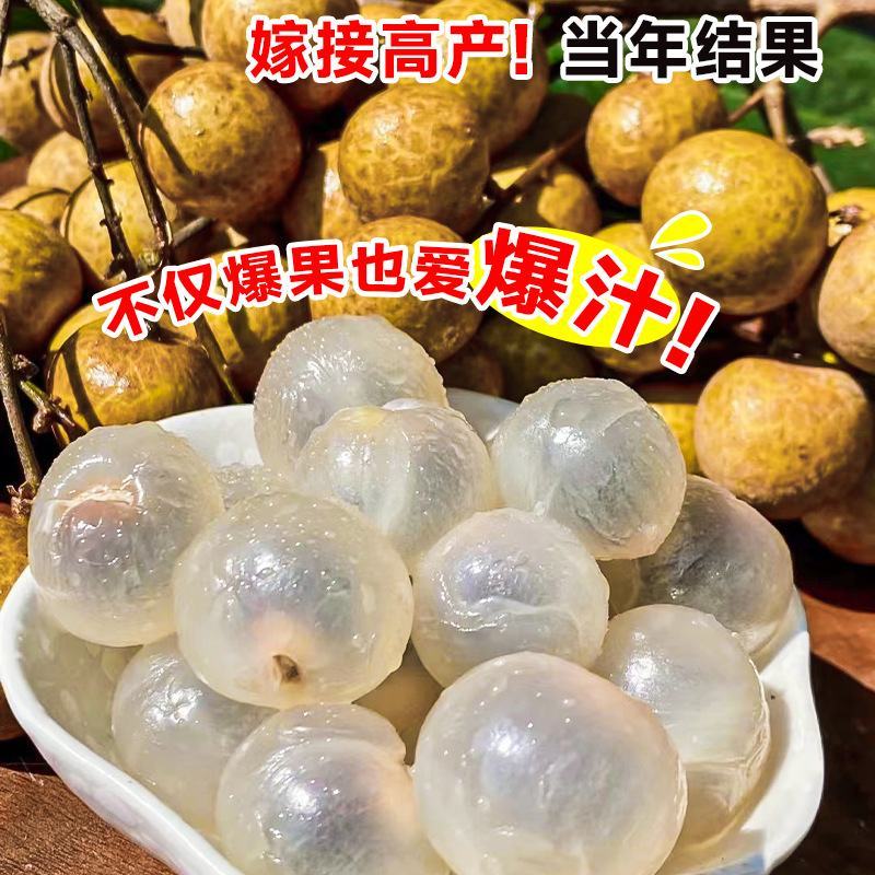龙眼树苗嫁接盆栽水果树苗储良桂圆石硖南方四季