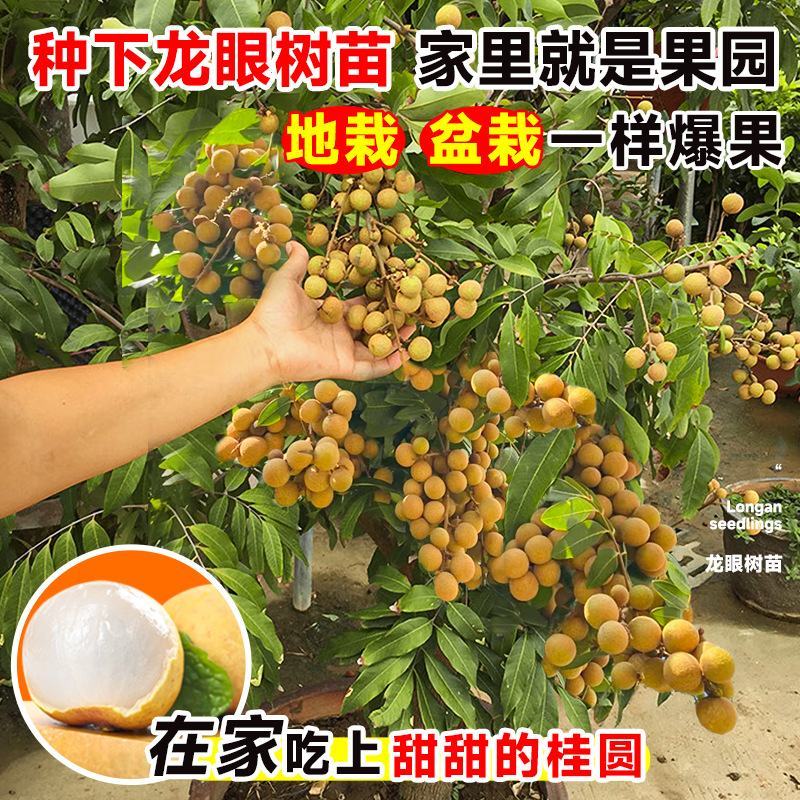 龙眼树苗嫁接盆栽水果树苗储良桂圆石硖南方四季
