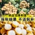 龙眼树苗嫁接盆栽水果树苗储良桂圆石硖南方四季