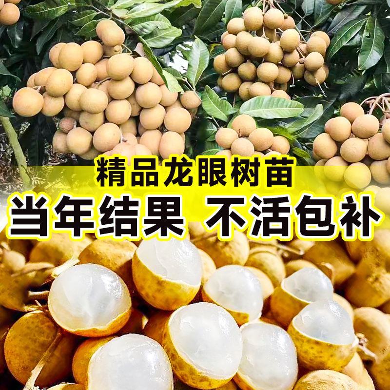 龙眼树苗嫁接盆栽水果树苗储良桂圆石硖南方四季