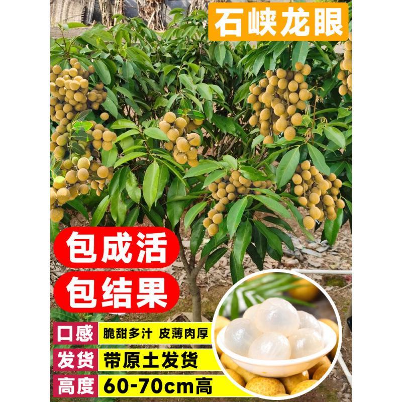 龙眼树苗嫁接盆栽水果树苗储良桂圆石硖南方四季