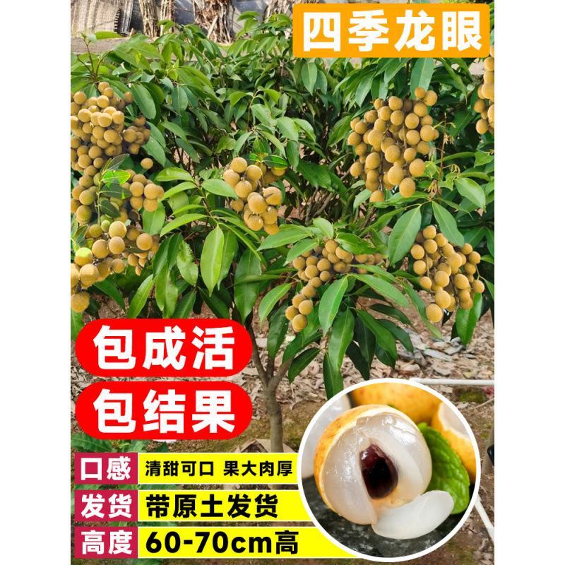 龙眼树苗嫁接盆栽水果树苗储良桂圆石硖南方四季