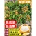 龙眼树苗嫁接盆栽水果树苗储良桂圆石硖南方四季