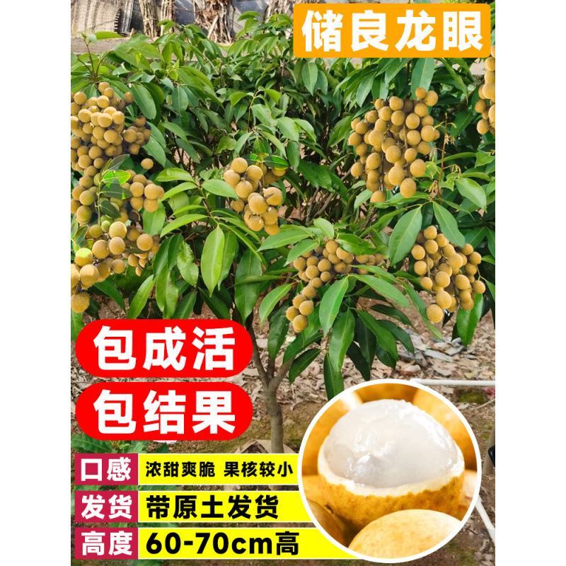 龙眼树苗嫁接盆栽水果树苗储良桂圆石硖南方四季