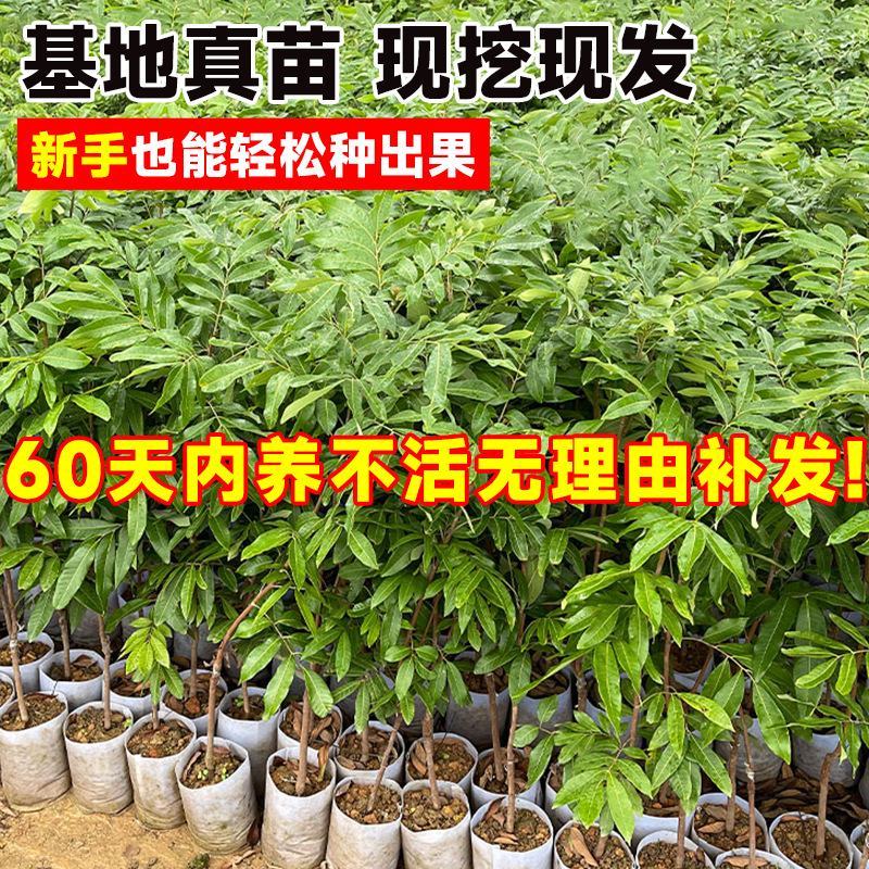 龙眼树苗嫁接盆栽水果树苗储良桂圆石硖南方四季