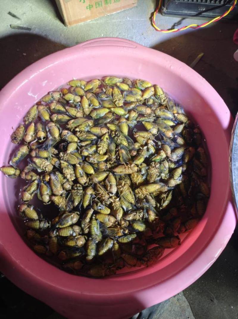 山东节流鬼自己野外抓的