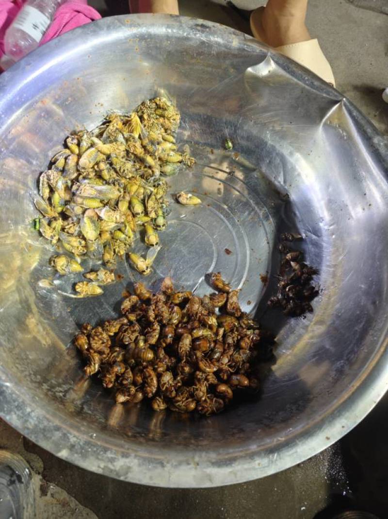 山东节流鬼自己野外抓的