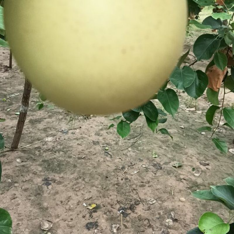 皇冠梨