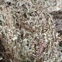大别山野生仙鹤草