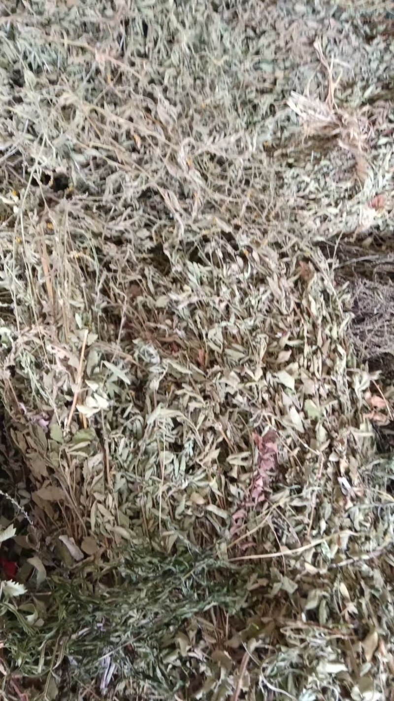 大别山野生仙鹤草