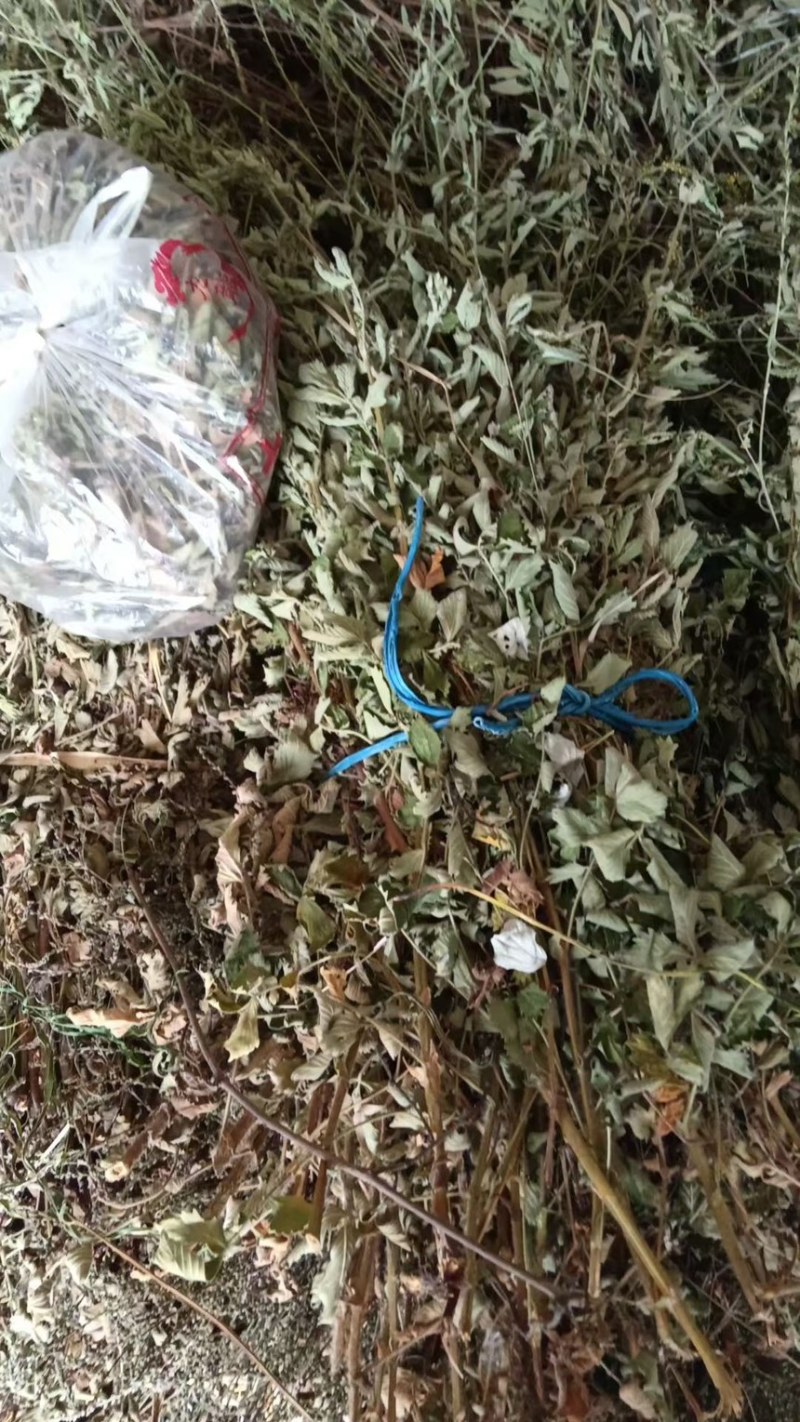 大别山野生仙鹤草
