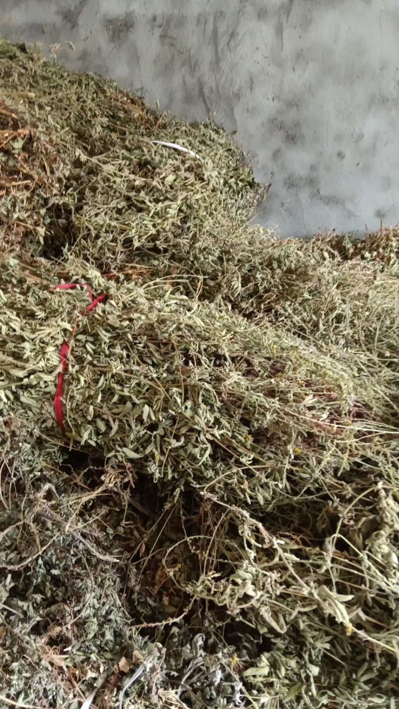大别山野生仙鹤草