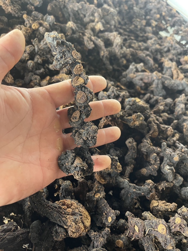 野生姜形九制甜黄精
