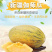 新疆哈蜜瓜伽师八六王哈蜜瓜新货一件代发包邮