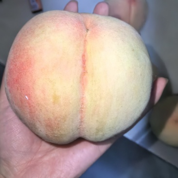 白凤水蜜桃量大需要的老板电话联系我