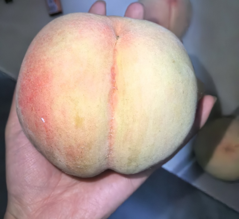 白凤水蜜桃量大需要的老板电话联系我