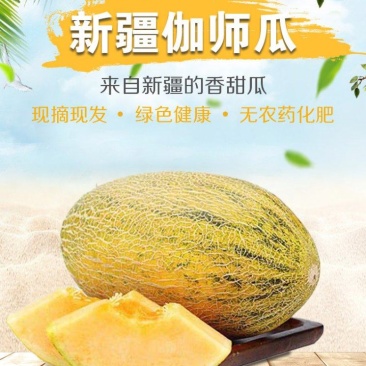 新疆哈蜜瓜伽师八六王哈蜜瓜新货一件代发包邮