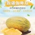 新疆哈蜜瓜伽师八六王哈蜜瓜新货一件代发包邮