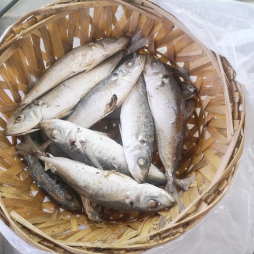 巴浪鱼，逐浪鱼，熟巴浪