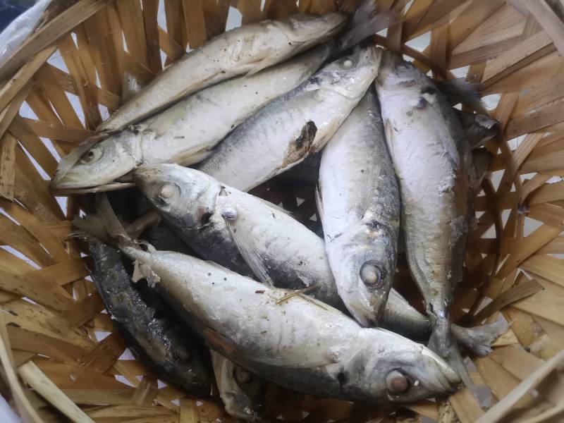 巴浪鱼，逐浪鱼，熟巴浪