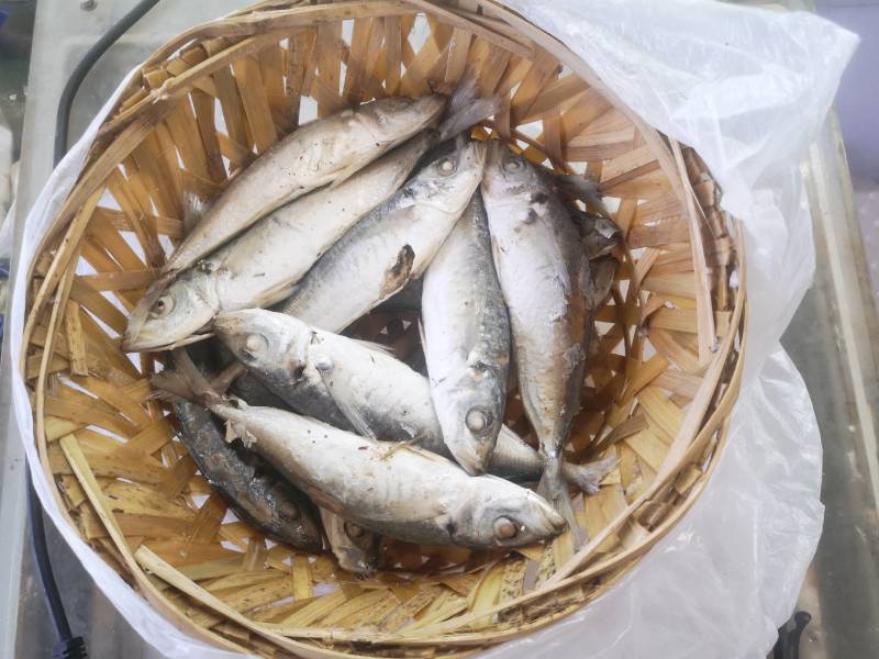 巴浪鱼，逐浪鱼，熟巴浪