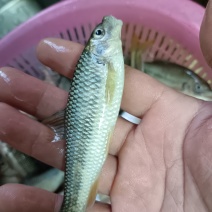 淡水溪石斑鱼溪流杂鱼冰鲜发货
