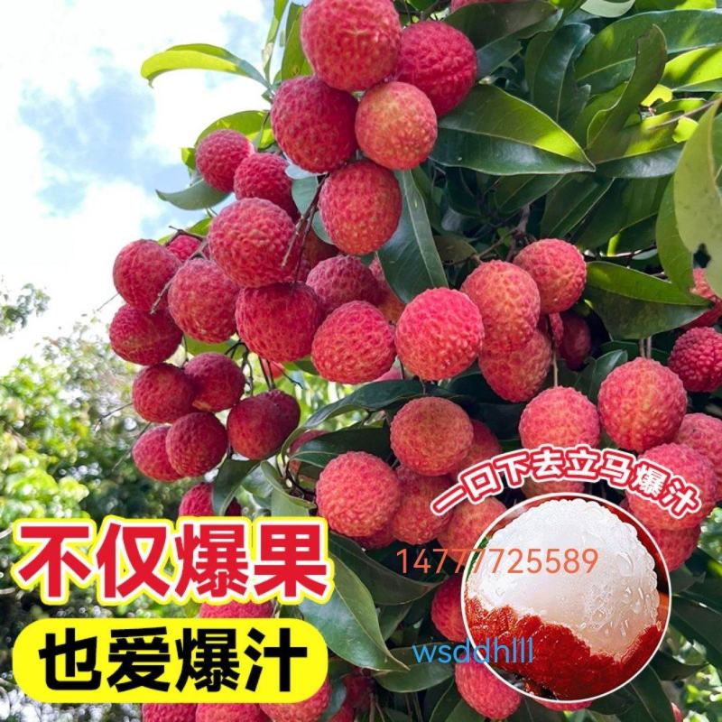 仙进奉荔枝果树苗嫁接荔枝苗南方水果晚熟荔枝苗圃基地批发