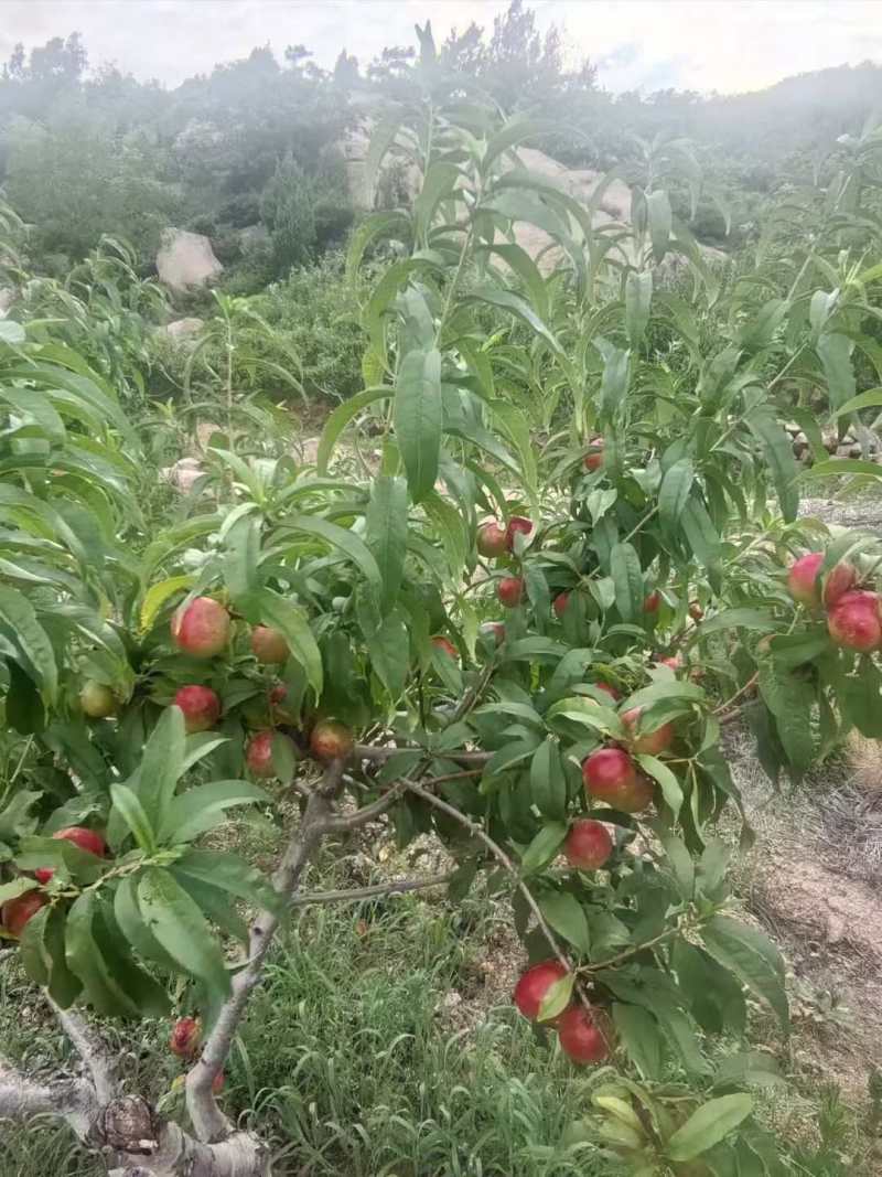 珍珠枣油桃珍珠3号枣油桃大量上市离核珍珠枣油桃口感脆甜