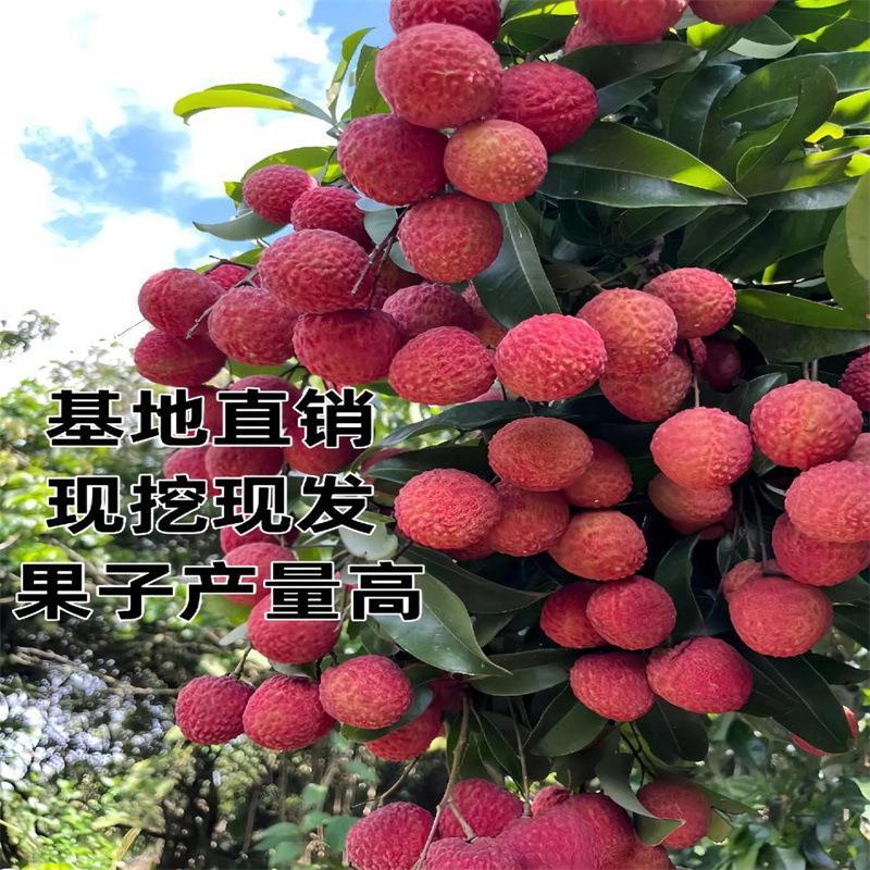 仙进奉荔枝果树苗嫁接荔枝苗南方水果晚熟荔枝苗圃基地批发