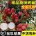 仙进奉荔枝果树苗嫁接荔枝苗南方水果晚熟荔枝苗圃基地批发