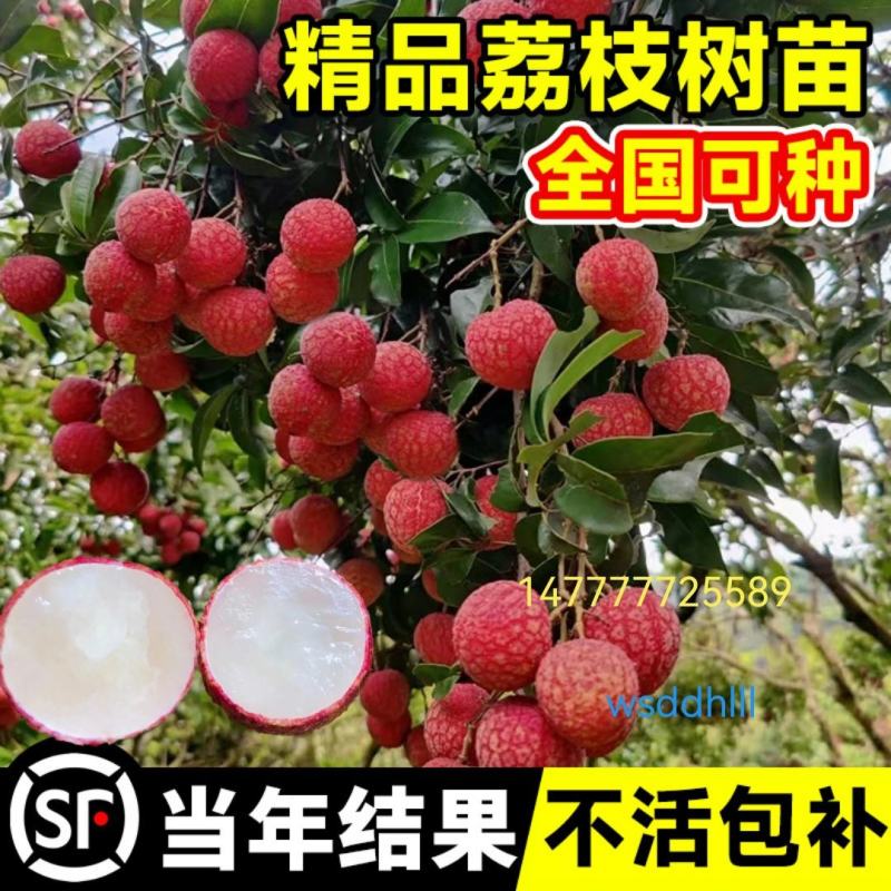 仙进奉荔枝果树苗嫁接荔枝苗南方水果晚熟荔枝苗圃基地批发