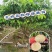 仙进奉荔枝果树苗嫁接荔枝苗南方水果晚熟荔枝苗圃基地批发