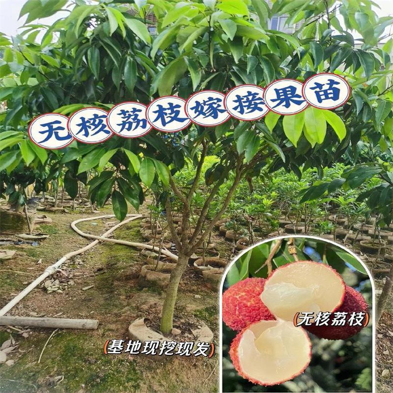 仙进奉荔枝果树苗嫁接荔枝苗南方水果晚熟荔枝苗圃基地批发