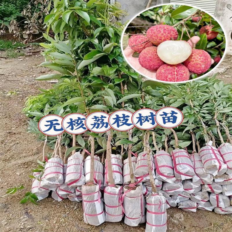 仙进奉荔枝果树苗嫁接荔枝苗南方水果晚熟荔枝苗圃基地批发