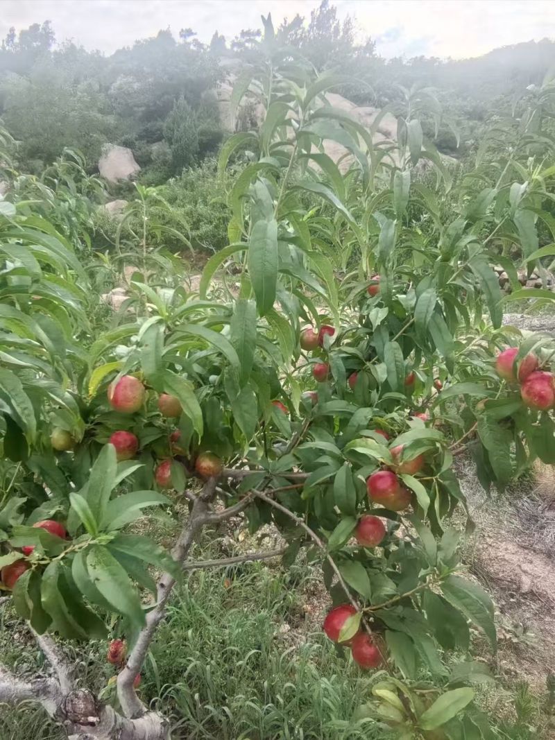 珍珠3号枣油桃大量上市离核珍珠枣油桃口感脆甜品质好