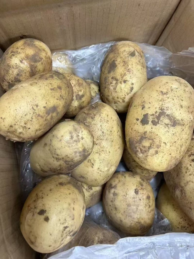 精选黄皮黄心沃土5号土豆，大量现货，可干洗~