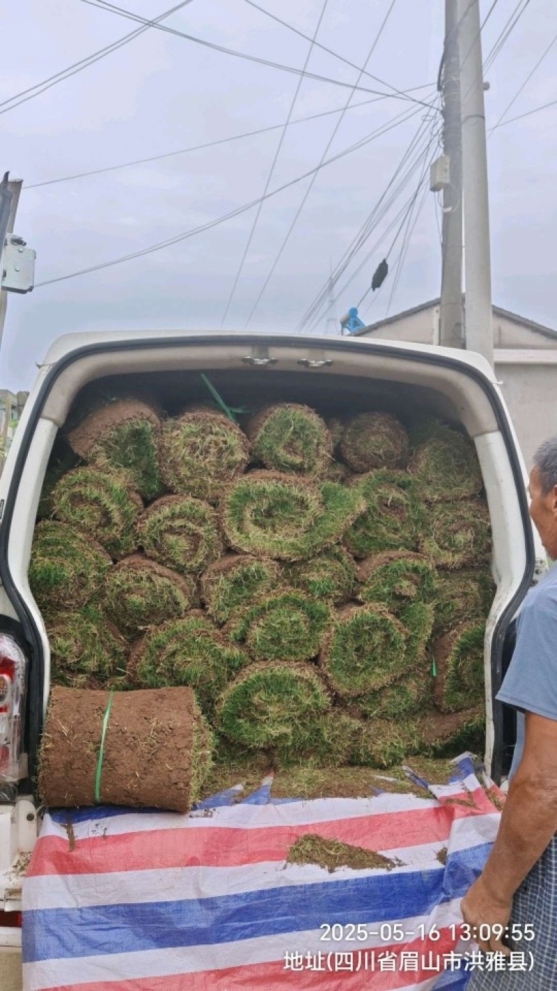 台湾二号草坪
