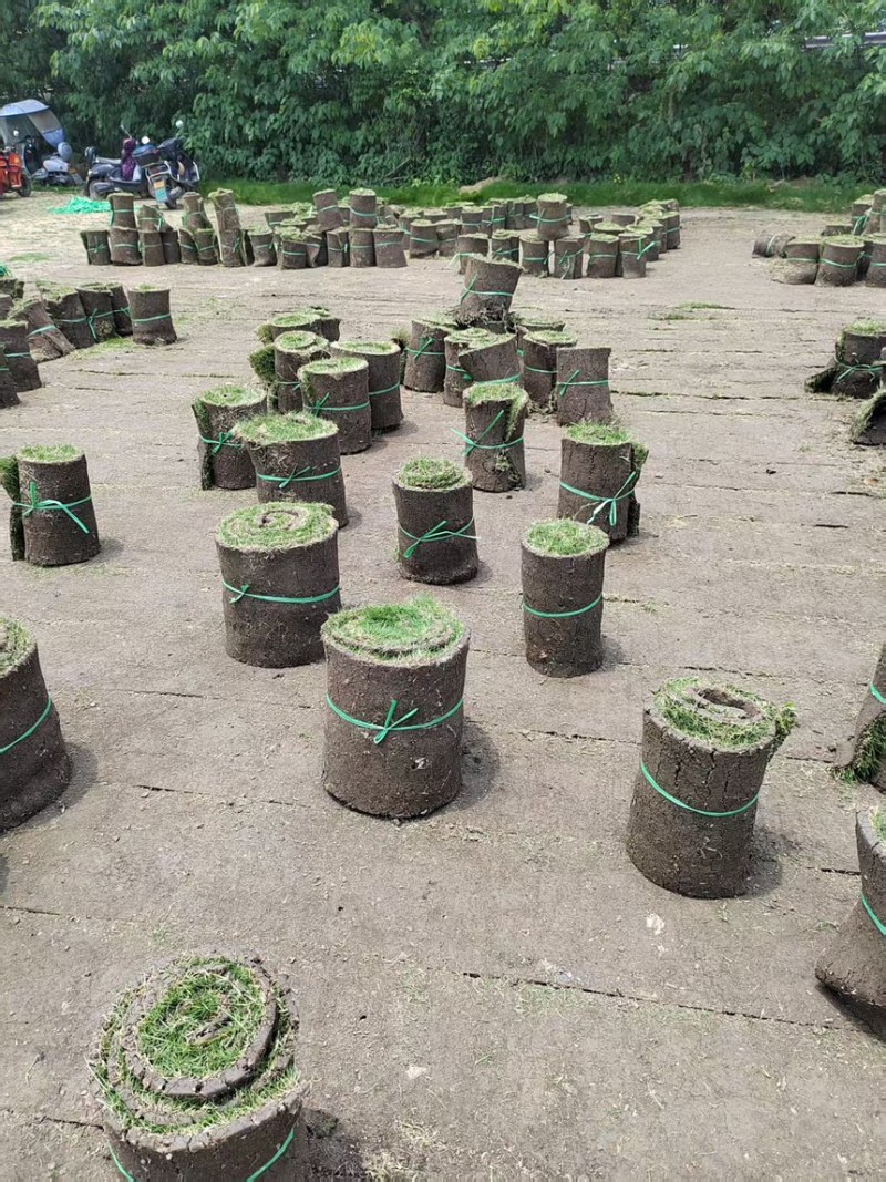 台湾二号草坪