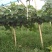 常州市武进区个人种植夏黑葡萄阳光玫瑰十亩地