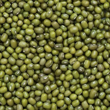 明豆绿豆大颗粒中颗粒产地加工出货明豆绿豆色泽光亮