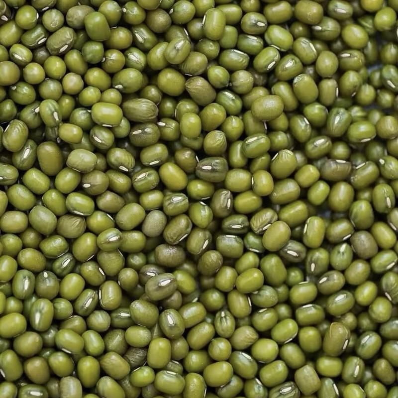明豆绿豆大颗粒中颗粒产地加工出货明豆绿豆色泽光亮