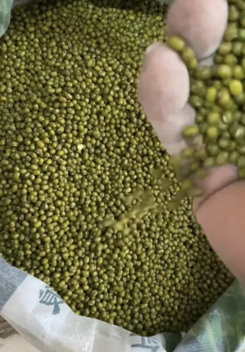 明豆绿豆大颗粒中颗粒产地加工出货明豆绿豆色泽光亮