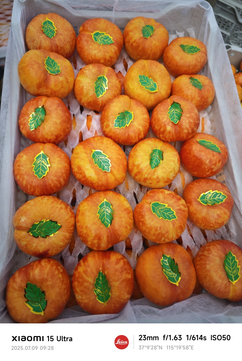 油蟠九
