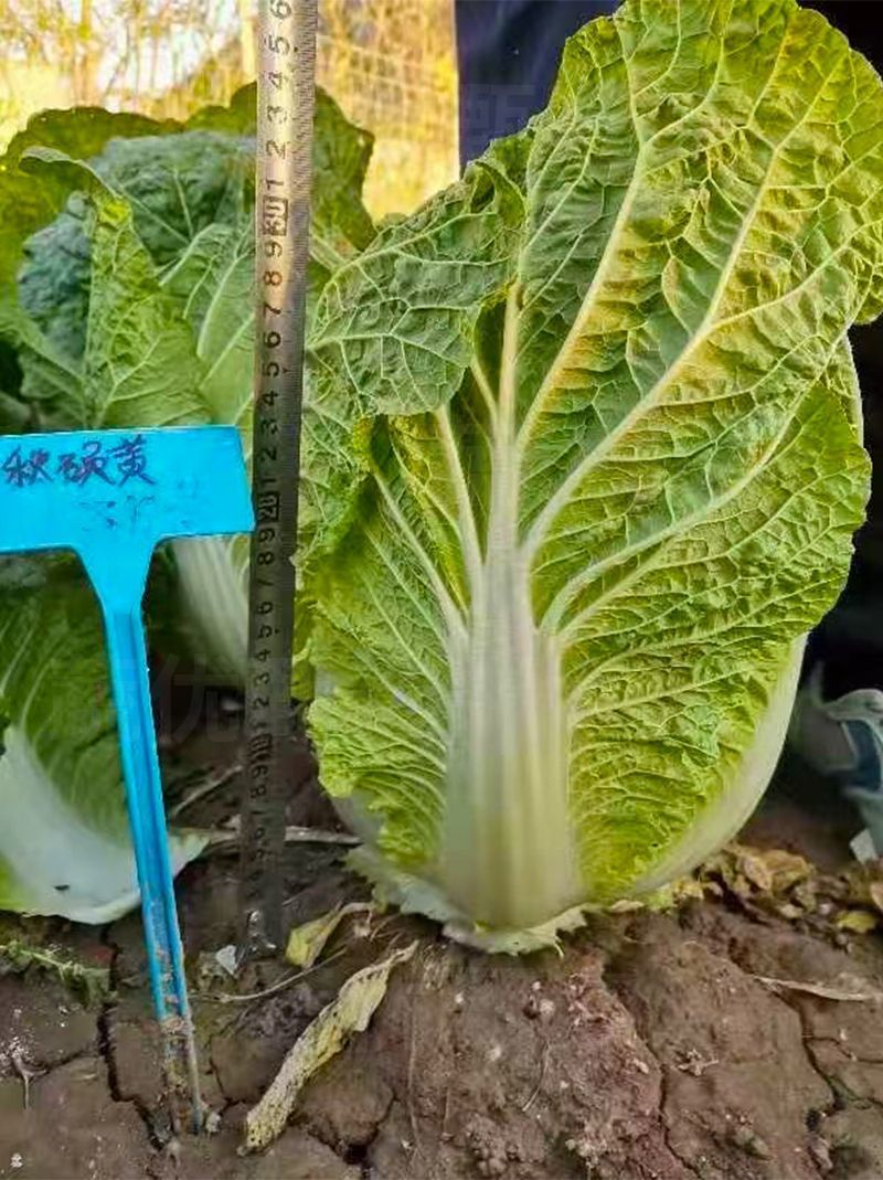 秋硕黄心大白菜种子芯叶嫩黄大白菜种子大田基地种植