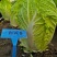 秋硕黄心大白菜种子芯叶嫩黄大白菜种子大田基地种植