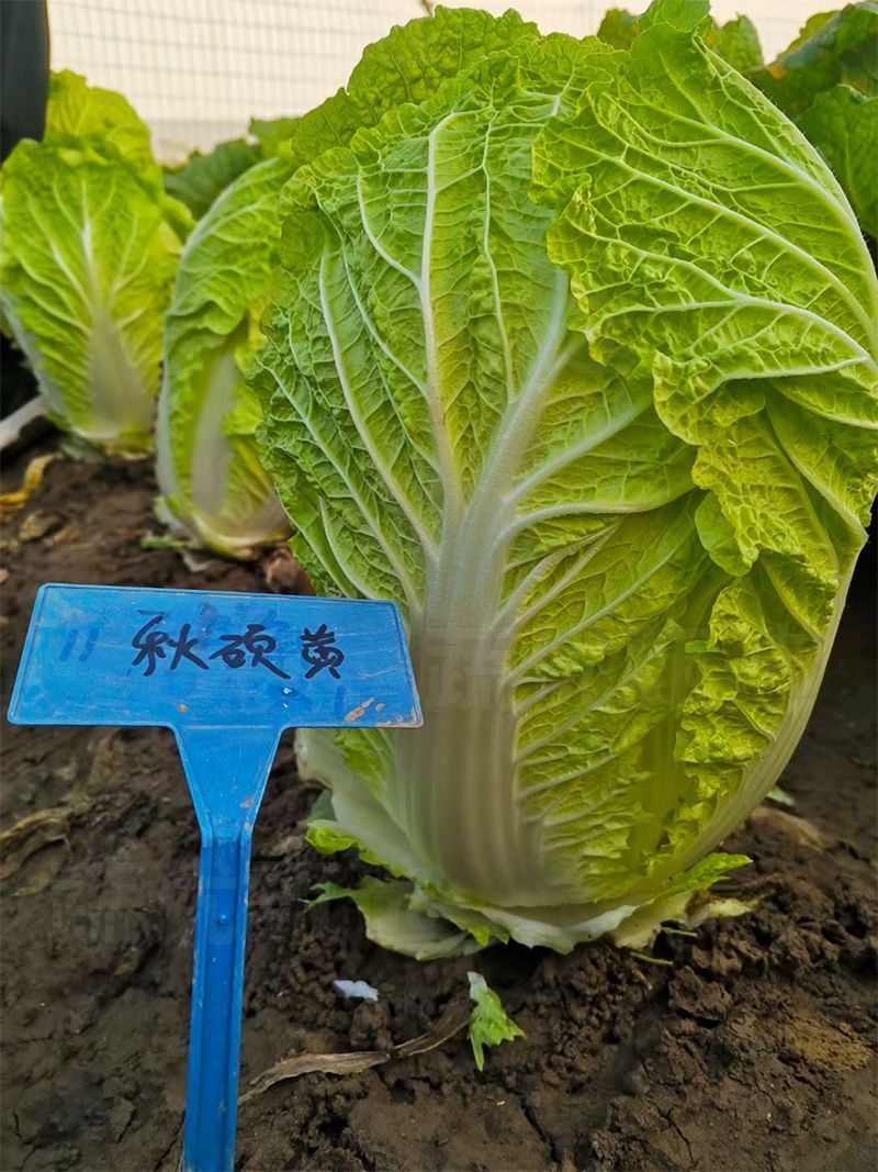 秋硕黄心大白菜种子芯叶嫩黄大白菜种子大田基地种植